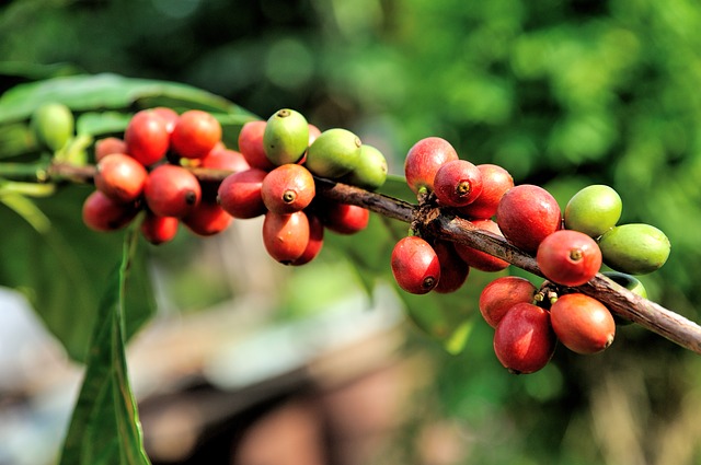 Kawa Świeżo Palona Columbia Excelso Medelin 100% Arabica Plantacja