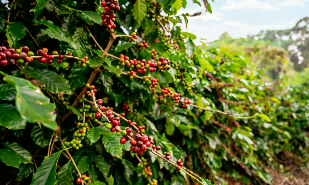 Kawa Świeżo Palona Salvador Organic Coffee Arabika